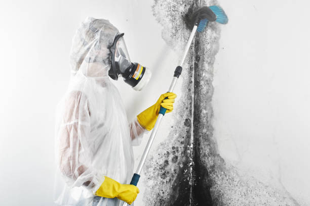 Best Mold-Related Health Consultation  in Post Falls, ID