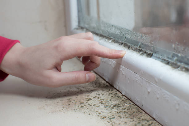 Best Mold Removal for HVAC Installations  in Post Falls, ID